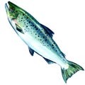 Atlantic salmon fish on white background Royalty Free Stock Photo