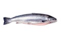 Atlantic salmon fish Royalty Free Stock Photo