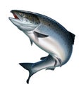 Salmon. Atlantic salmon or pink salmon on a white