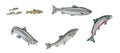 Atlantic salmon Royalty Free Stock Photo