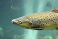 Atlantic salmon Salmo salar