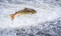 An Atlantic salmon Salmo salar jumping Royalty Free Stock Photo