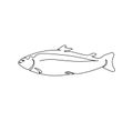Atlantic salmon, trout, pink salmon continuous line drawing. One line art of predatory fish, seafood, marine animals. Royalty Free Stock Photo