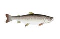 Atlantic salmon vector