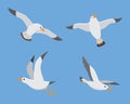 Atlantic sea bird fly at sky, set of white gull Royalty Free Stock Photo