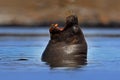 Atlantic Sea lion, Otaria flavescens. Portrait in the dark blue water with morning sun. Sea animal swimming in the ocean waves, Fa Royalty Free Stock Photo