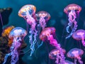 Atlantic sea nettle, Chrysaora quinquecirrha, East Cost sea nettle. Group of fluorescent jellyfish swimming in aquarium with blue