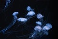 Group of Atlantic sea nettle jellyfish swimming in aquarium with blue neon light Royalty Free Stock Photo