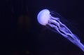 Atlantic sea nettle jellyfish, Chrysaora quinquecirrha