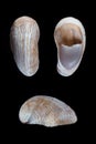 Atlantic slipper shell-Crepidula fornicata Royalty Free Stock Photo