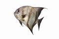 Atlantic Spadefish Royalty Free Stock Photo