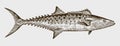 Atlantic spanish mackerel scomberomorus maculatus in side view Royalty Free Stock Photo