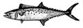 Atlantic Spanish Mackerel vintage illustration