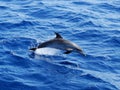 Atlantic Spotted Dolphin