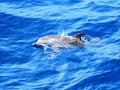 Atlantic Spotted Dolphin