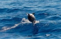 An Atlantic spotted dolphin doing a flip and jumping out the sea water Royalty Free Stock Photo