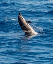 An Atlantic spotted dolphin doing a flip and jumping out the sea water Royalty Free Stock Photo