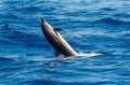 An Atlantic spotted dolphin doing a flip and jumping out the sea water Royalty Free Stock Photo