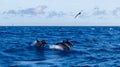 Atlantic Spotted Dolphin I
