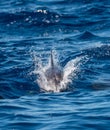 An Atlantic spotted dolphin swimming in sea water Royalty Free Stock Photo