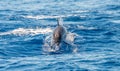 An Atlantic spotted dolphin doing a flip and jumping out the sea water