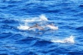 Atlantic Spotted Dolphins Royalty Free Stock Photo