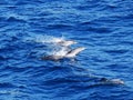 Atlantic Spotted Dolphins Royalty Free Stock Photo