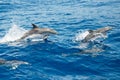 Atlantic spotted dolphins Royalty Free Stock Photo