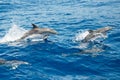 Atlantic spotted dolphins