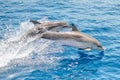 Atlantic spotted dolphins Royalty Free Stock Photo