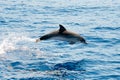 Atlantic spotted dolphins Royalty Free Stock Photo