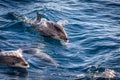 Atlantic spotted dolphins, Stenella frontalis, in the Atlantic ocean near Gran Canaria.