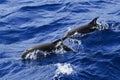 Atlantic Spotted Dolphins surfacing Royalty Free Stock Photo