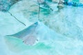 Atlantic stingray or Dasyatis sabina is a species of stingray in Royalty Free Stock Photo