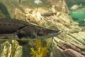 Atlantic sturgeon (Acipenser oxyrinchus oxyrinchus)