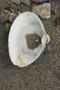 Atlantic surf clam shell on a beach