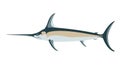 Atlantic swordfish,vector illustration ,flat style