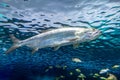 Atlantic tarpon