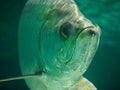 Atlantic tarpon fish also known as the silver king, swimming in fish tank aquarium. it is a ray-finned fish