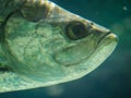 Atlantic tarpon fish also known as the silver king, swimming in fish tank aquarium. it is a ray-finned fish