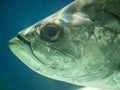 Atlantic tarpon fish also known as the silver king, swimming in fish tank aquarium. it is a ray-finned fish