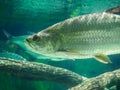 Atlantic tarpon fish also known as the silver king, swimming in fish tank aquarium. it is a ray-finned fish