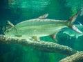 Atlantic tarpon fish also known as the silver king, swimming in fish tank aquarium. it is a ray-finned fish