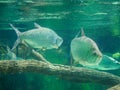 Atlantic tarpon fish also known as the silver king, swimming in fish tank aquarium. it is a ray-finned fish