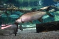 Atlantic Tarpon (Megalops atlanticus) swimming in the clean aquarium. Tarpons are fish of the genus Megalops.