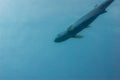 An Atlantic tarpon pegalops atlanticus near the surface hunting for food