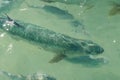 Atlantic Tarpon