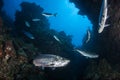 Atlantic Tarpon in Underwater Grotto