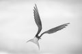 Atlantic tern