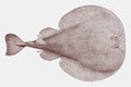 Atlantic torpedo ray, a nocturnal fish in top view